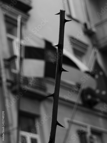 Black white photo of acacia tree branch with spikes and thorns and finnish flag at the bokeh