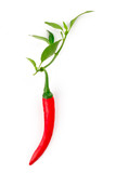A red hot chili pepper with green leaves, on a white background