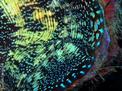 The amazing and mysterious underwater world of Indonesia  North Sulawesi  Manado  clam mantle