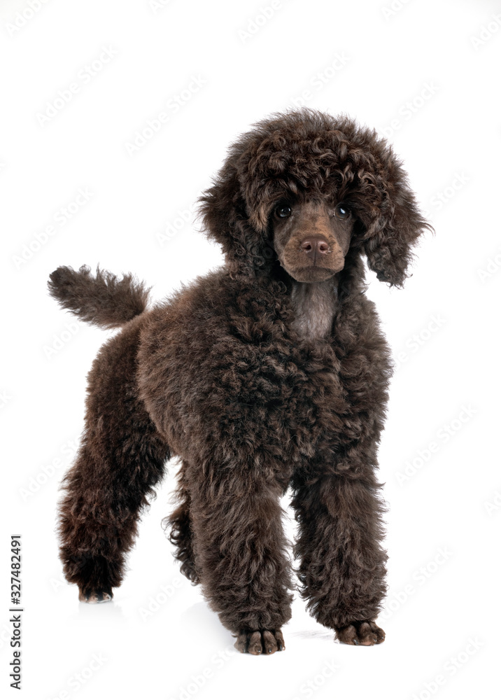 puppy toy poodle puppy toy poodle
