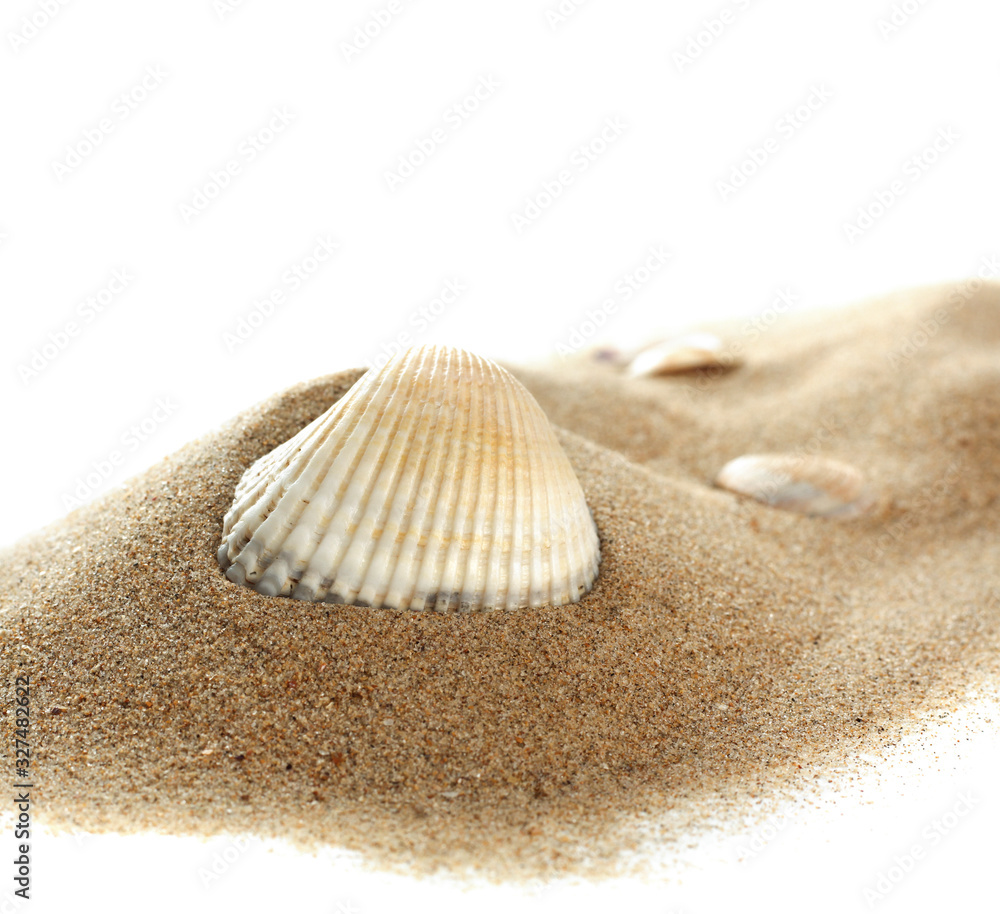 Isolated seashell on sand, white background. Close up. Isolated seashell on sand, white background. Close up.