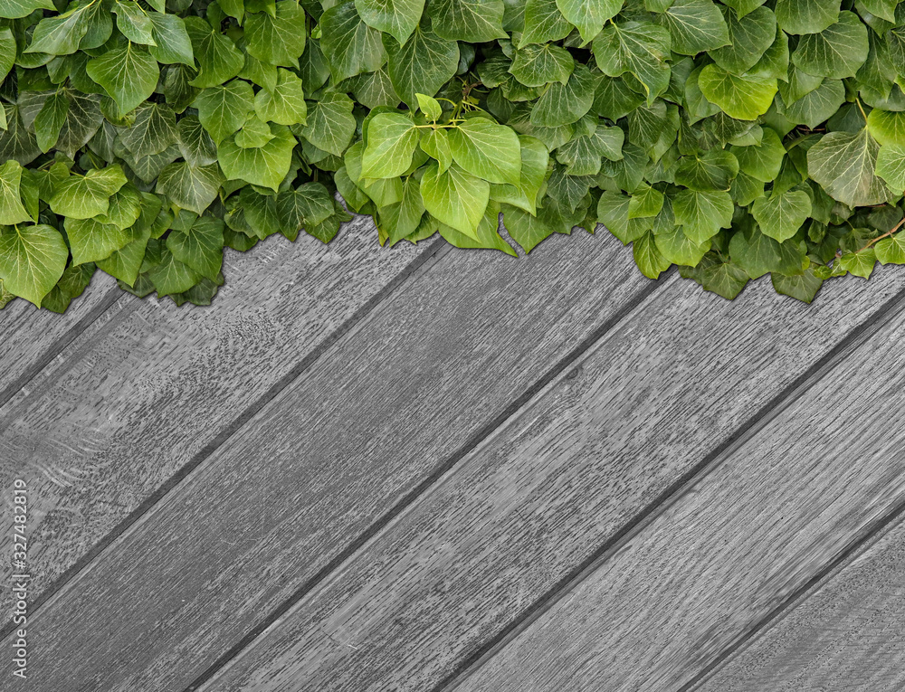 Wood planks covered by green leaves. Green ivy leaves climbing on wooden fence. Natural background texture. Wood planks covered by green leaves. Green ivy leaves climbing on wooden fence. Natural background texture.