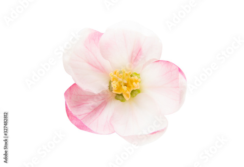 apple tree flowers isolated