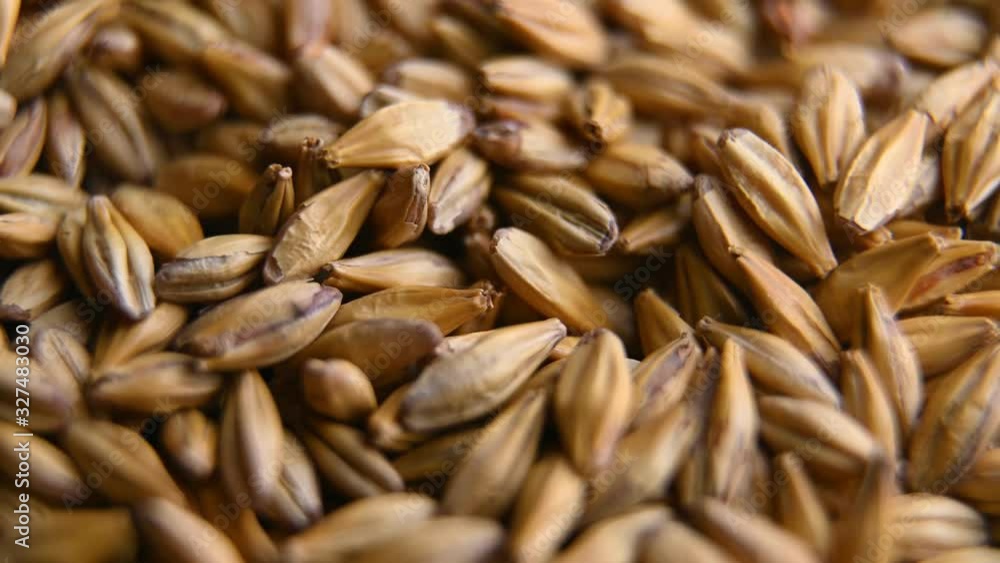 Barley malt for making beer or whiskey Barley malt for making beer or whiskey