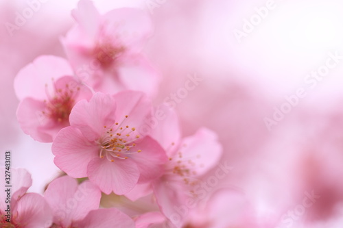 淡い光に包まれた一房の桜