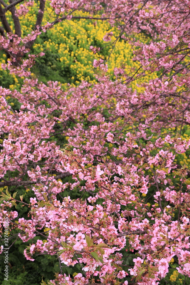 菜の花畑を覆う桜の渦