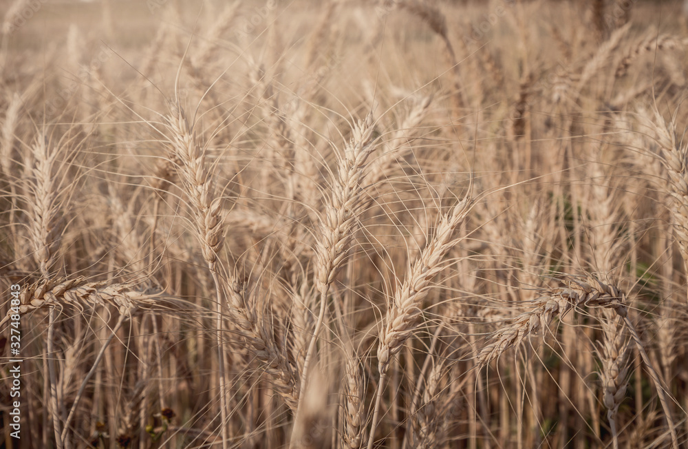 Evening light fields of barley Evening light fields of barley