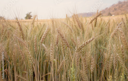 Evening light fields of barley