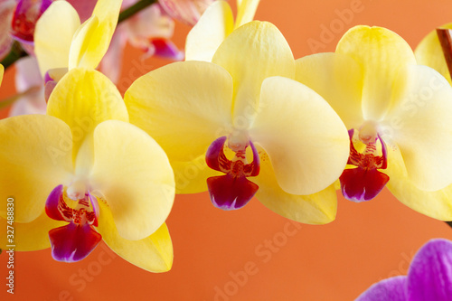 Close up of beautiful phalaenopsis orchid flowers on bright background