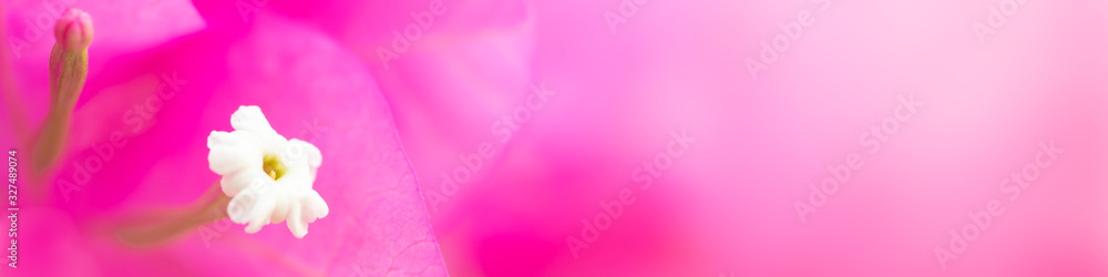 Closeup of beautiful nature view of pink Bougainvillea flower on blurred background in garden with copy space using as background natural green plants landscape, ecology, fresh cover page concept. Closeup of beautiful nature view of pink Bougainvillea flower on blurred background in garden with copy space using as background natural green plants landscape, ecology, fresh cover page concept.