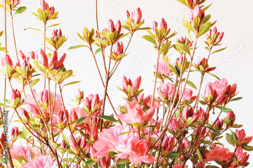 Azalea flowers  blooming outdor background.