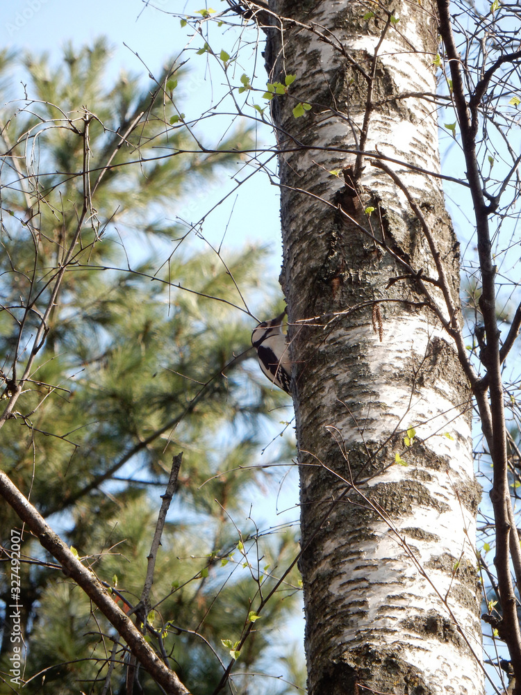 Fototapeta premium spring woodpecker with a red head on a birch