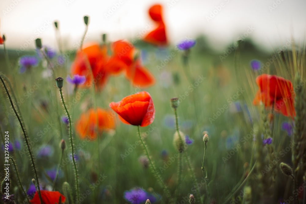 Obraz premium Poppy and cornflowers in sunset light in summer meadow, selective focus. Atmospheric beautiful moment. Wildflowers in warm light, flowers close up in countryside. Rural simple life
