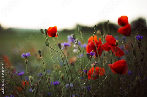 Poppy and cornflowers in sunset light in summer meadow, selective focus. Atmospheric beautiful moment. Wildflowers in warm light, flowers close up in countryside. Rural simple life