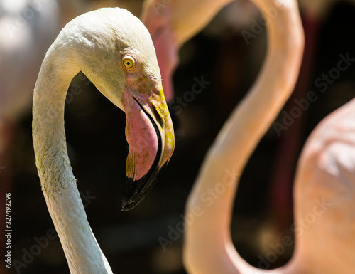 Photography Two Flamingos isolated, Kuala Lumpur Bird Park, Malaysia