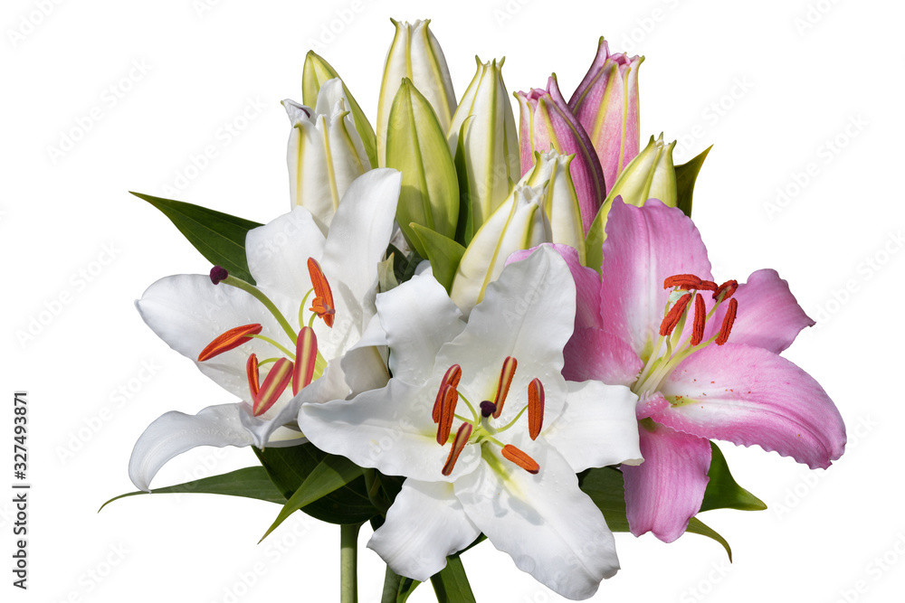 Obraz premium Pink and white lily flowers bouquet isolated on white