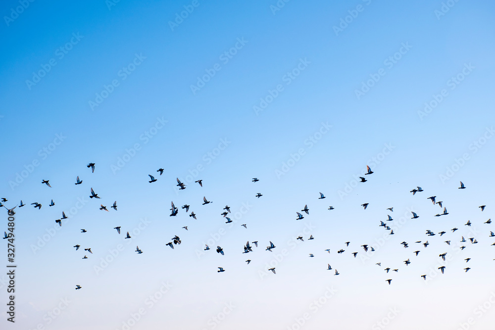 Naklejka Birds flying in the sky, a flock of pigeons soar in the sky.