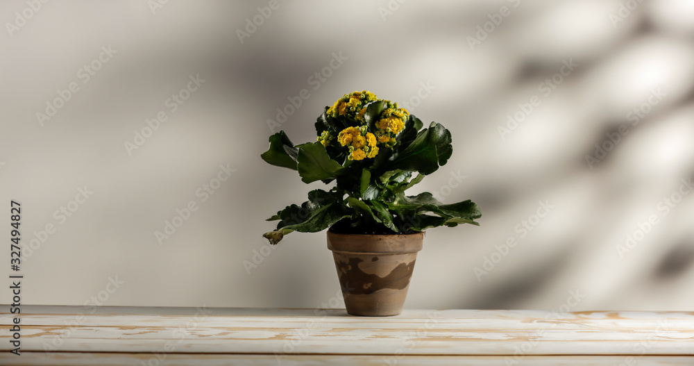 Spring flowers on a wooden table with free space for an advertising product Spring flowers on a wooden table with free space for an advertising product