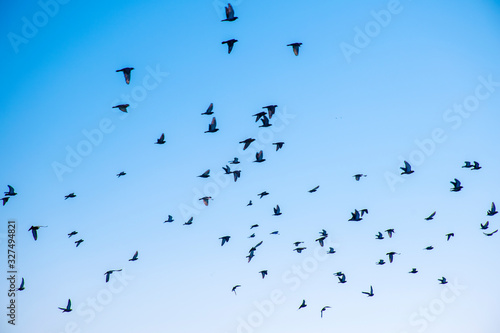 Birds flying in the sky, a flock of pigeons soar in the sky.