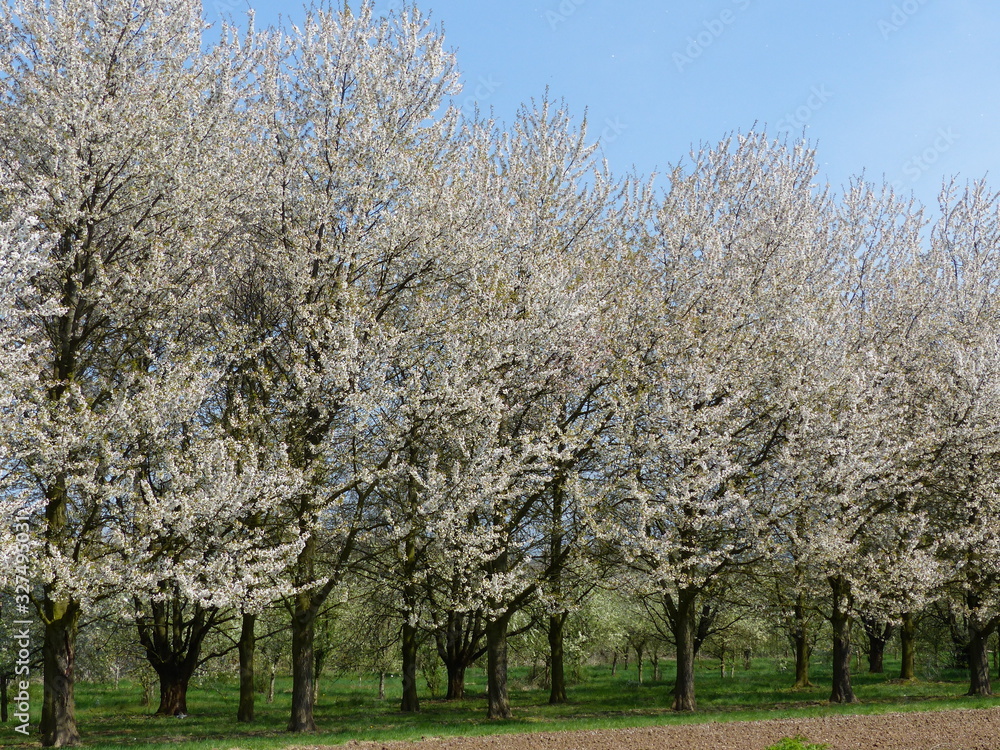 Weisse Obstbaumblüte im Frühling Weisse Obstbaumblüte im Frühling