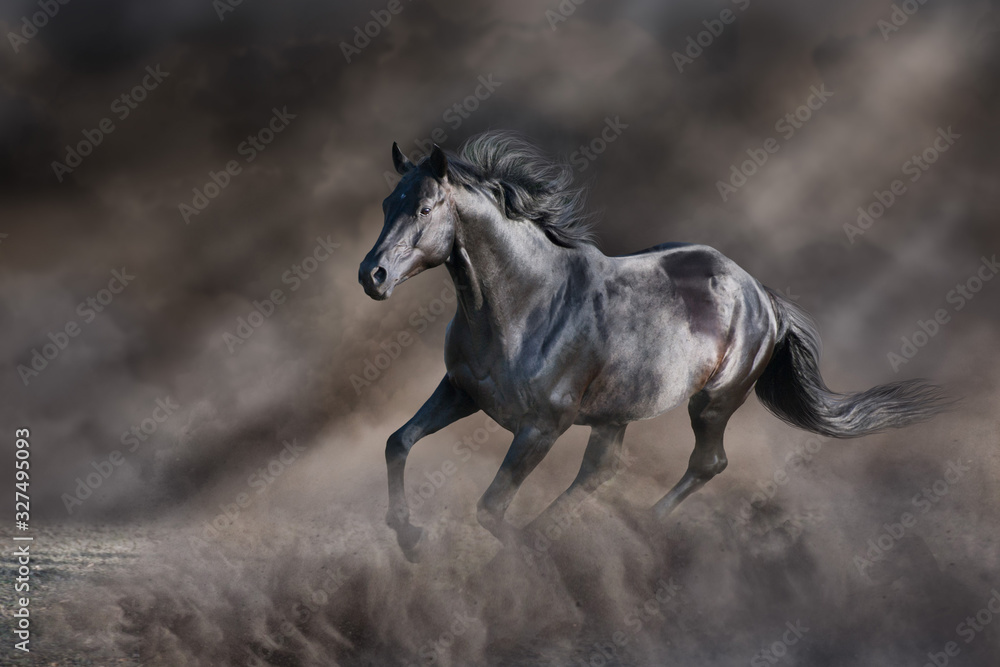 Obraz premium Czarny ogier biegnie swobodnie w ciemnym pyle pustyni