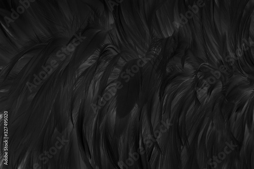 Beautiful black grey bird feathers pattern texture background. © Nattha99