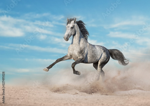 Grey horse run gallop in desert sand against blue sky