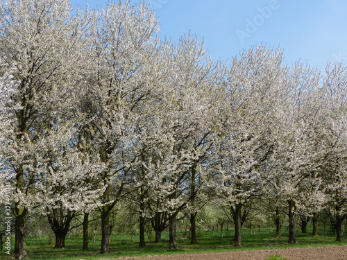 Weisse Obstbaumblüte im Frühling
