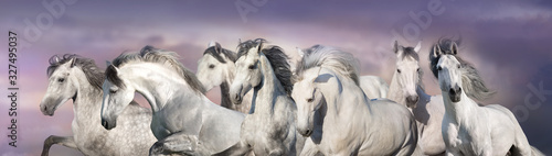 Fototapeta Naklejka Na Ścianę i Meble -  White horses free run in desert. Panorama for web