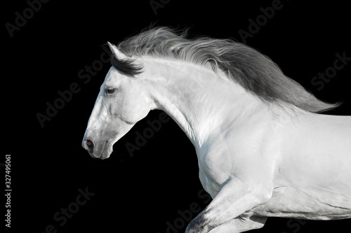 White horse on black © kwadrat70