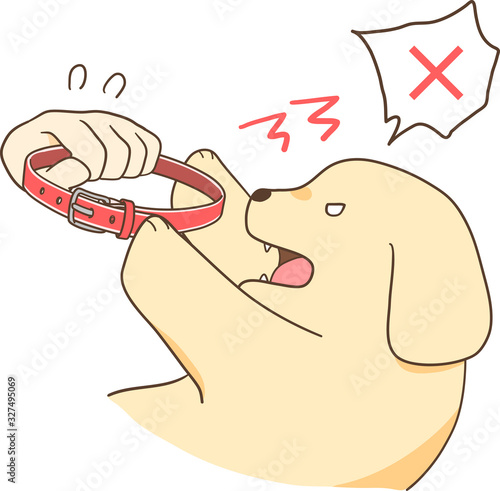 ゴールデンレトリバーの子犬（首輪を嫌がる）