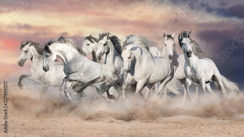White horses free run in desert against beautiful sky