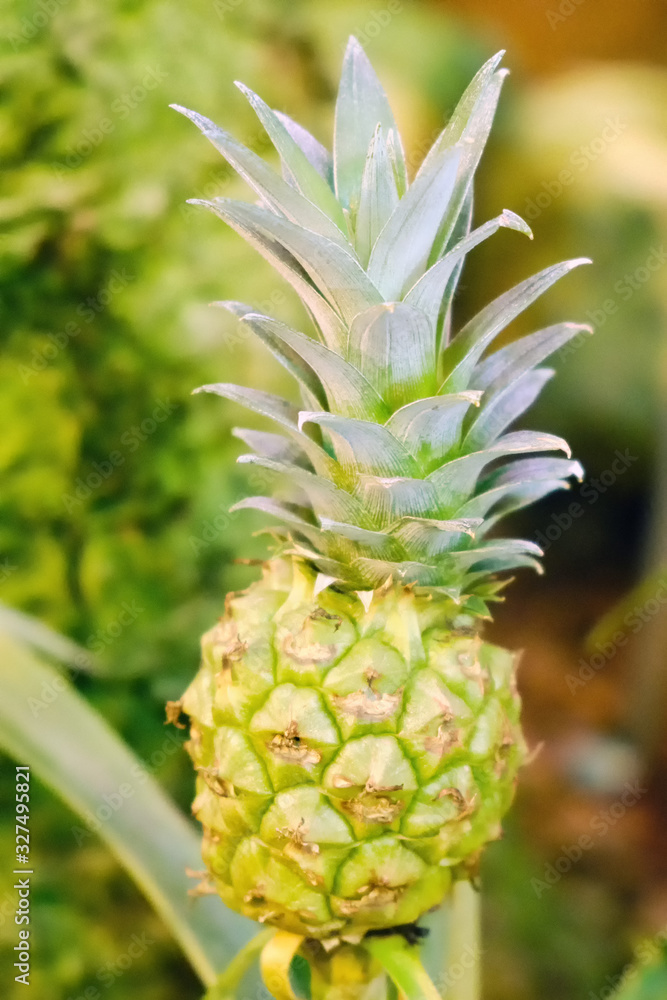 Unripe pineapple on a branch, green pine fruit close-up Unripe pineapple on a branch, green pine fruit close-up