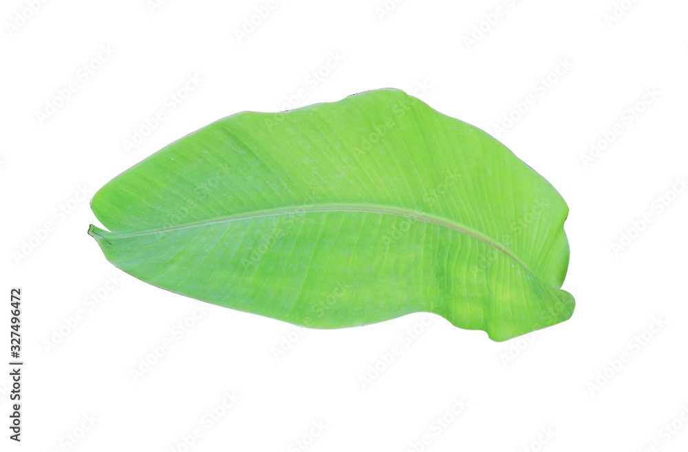 Fototapeta premium green banana leaf isolated on white background