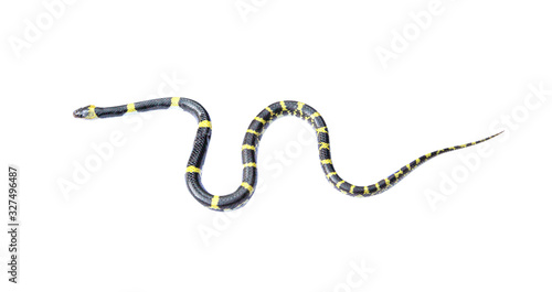Small banded krait or bungarus fasciatus snake isolated on white background
