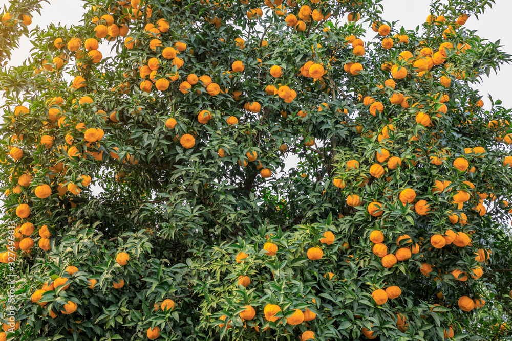 Delicious oranges in autumn orchard