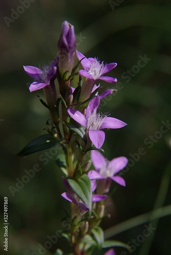 deutscher enzian gentianella germanica