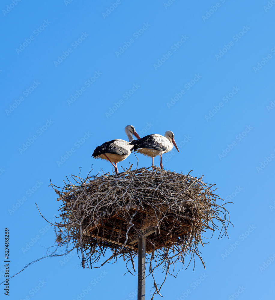 Fototapeta premium White storks in the nest, Comporta, Alentejo, Portugal