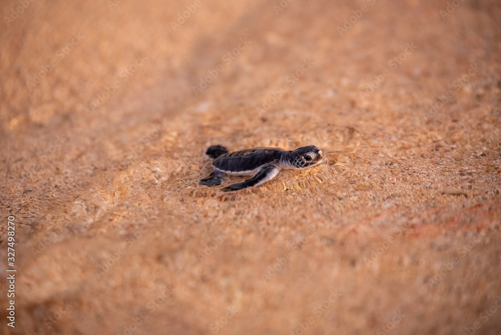 Baby green sea turtle hatchlings on the beach at sunset Okinawa Japan. Conservationists working to protect endangered animals. Baby green sea turtle hatchlings on the beach at sunset Okinawa Japan. Conservationists working to protect endangered animals.
