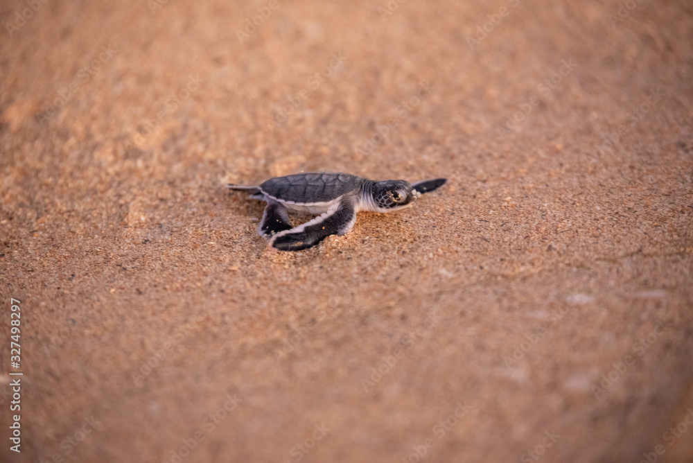 Baby green sea turtle hatchlings on the beach at sunset Okinawa Japan. Conservationists working to protect endangered animals.