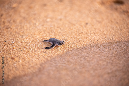 Baby green sea turtle hatchlings on the beach at sunset Okinawa Japan. Conservationists working to protect endangered animals. © Adam