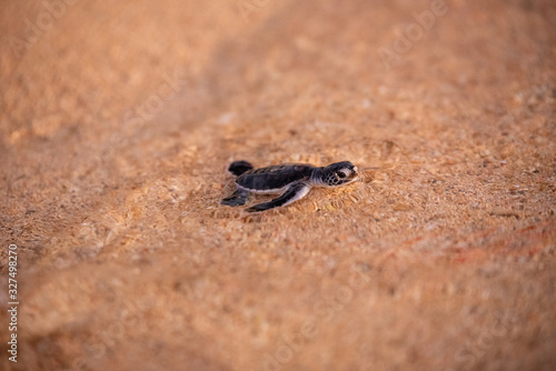 Quadro em tela Baby green sea turtle hatchlings on the beach at sunset Okinawa Japan