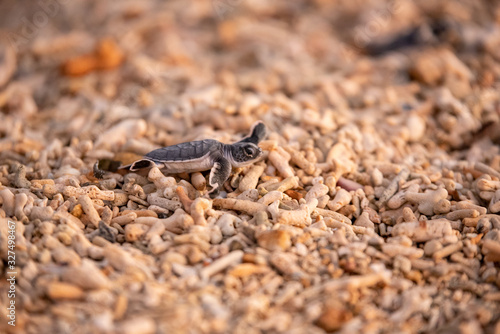 Quadro su tela Baby green sea turtle hatchlings on the beach at sunset Okinawa Japan
