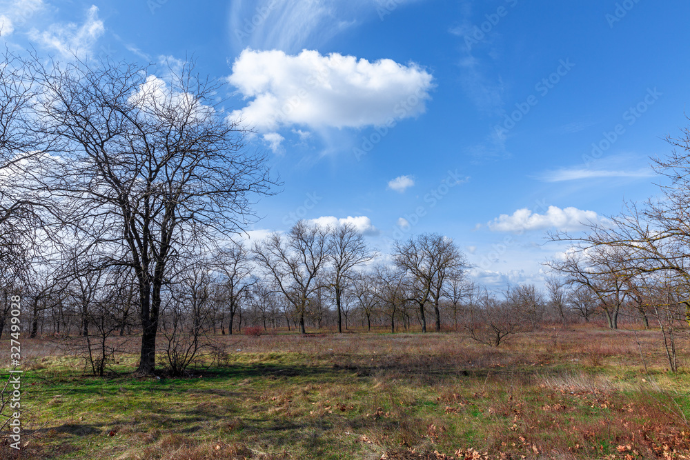 Fototapeta premium drzewo w polu