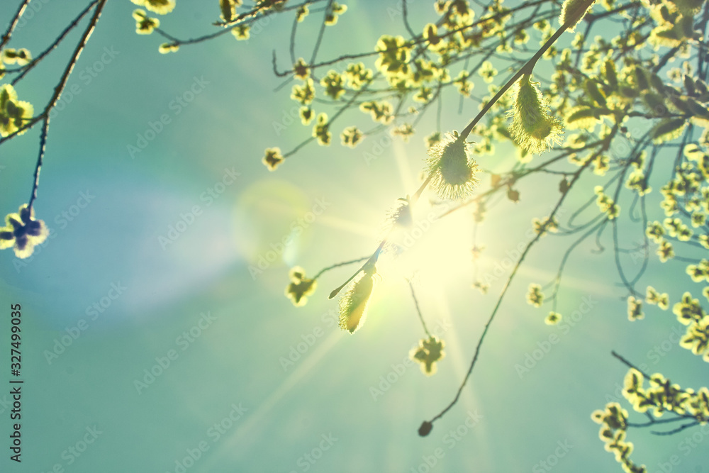 Buds on trees in early spring. Flowering branches of willow in rays sun. Tree bloom after winter against the background of the sun and blue sky. Buds on trees in early spring. Flowering branches of willow in rays sun. Tree bloom after winter against the background of the sun and blue sky.