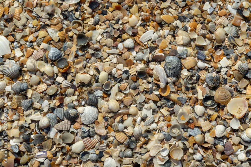 Sea shells on sand as background Sea shells on sand as background