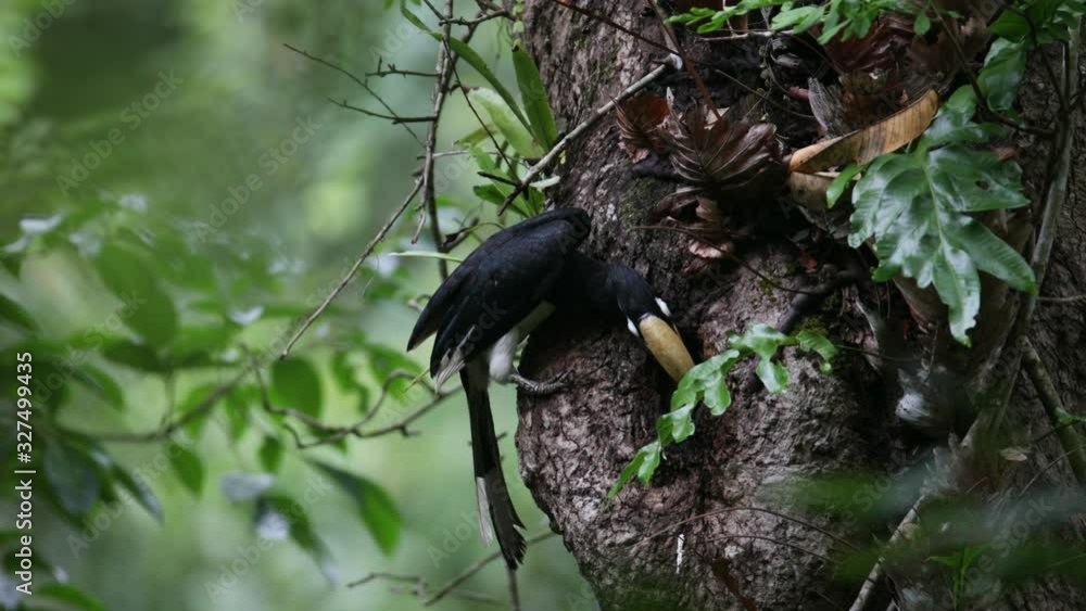 Beautiful Oriental pied hornbill, high angle view, side shot, perching with food in the beak, feeding female and baby in the bird's nest, Khao Yai National Park, northeastern Thailand. Beautiful Oriental pied hornbill, high angle view, side shot, perching with food in the beak, feeding female and baby in the bird's nest, Khao Yai National Park, northeastern Thailand.