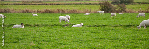 A flock of sheep in the pasture, panorama