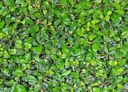 Green leaf background in the garden © voraphong pirawd