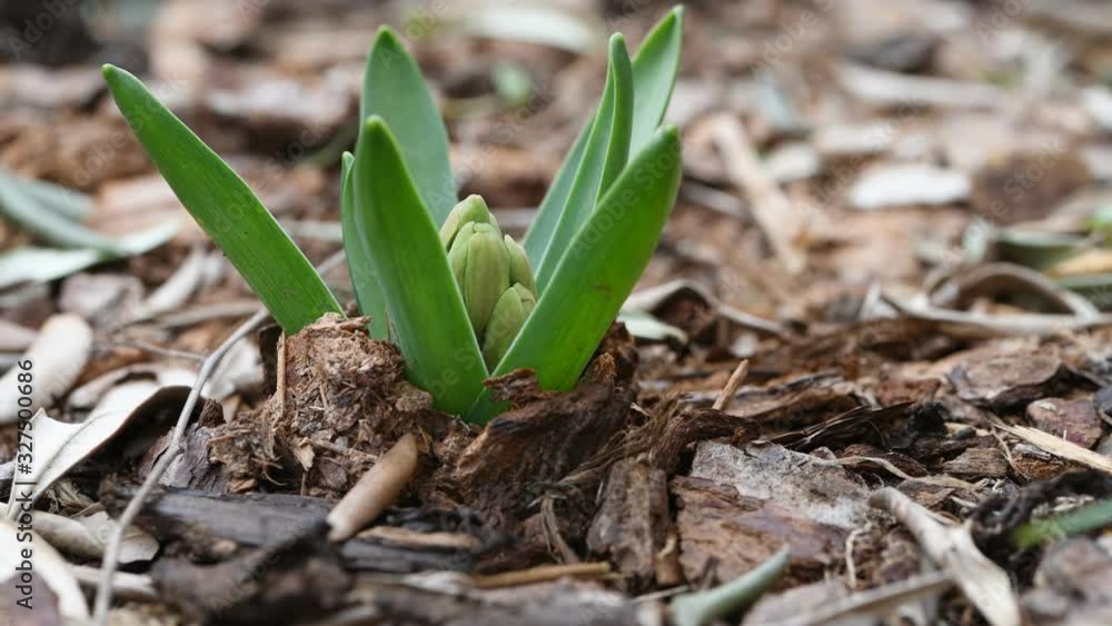 Hyacinth buds. Spring is coming. Hyacinth buds. Spring is coming.